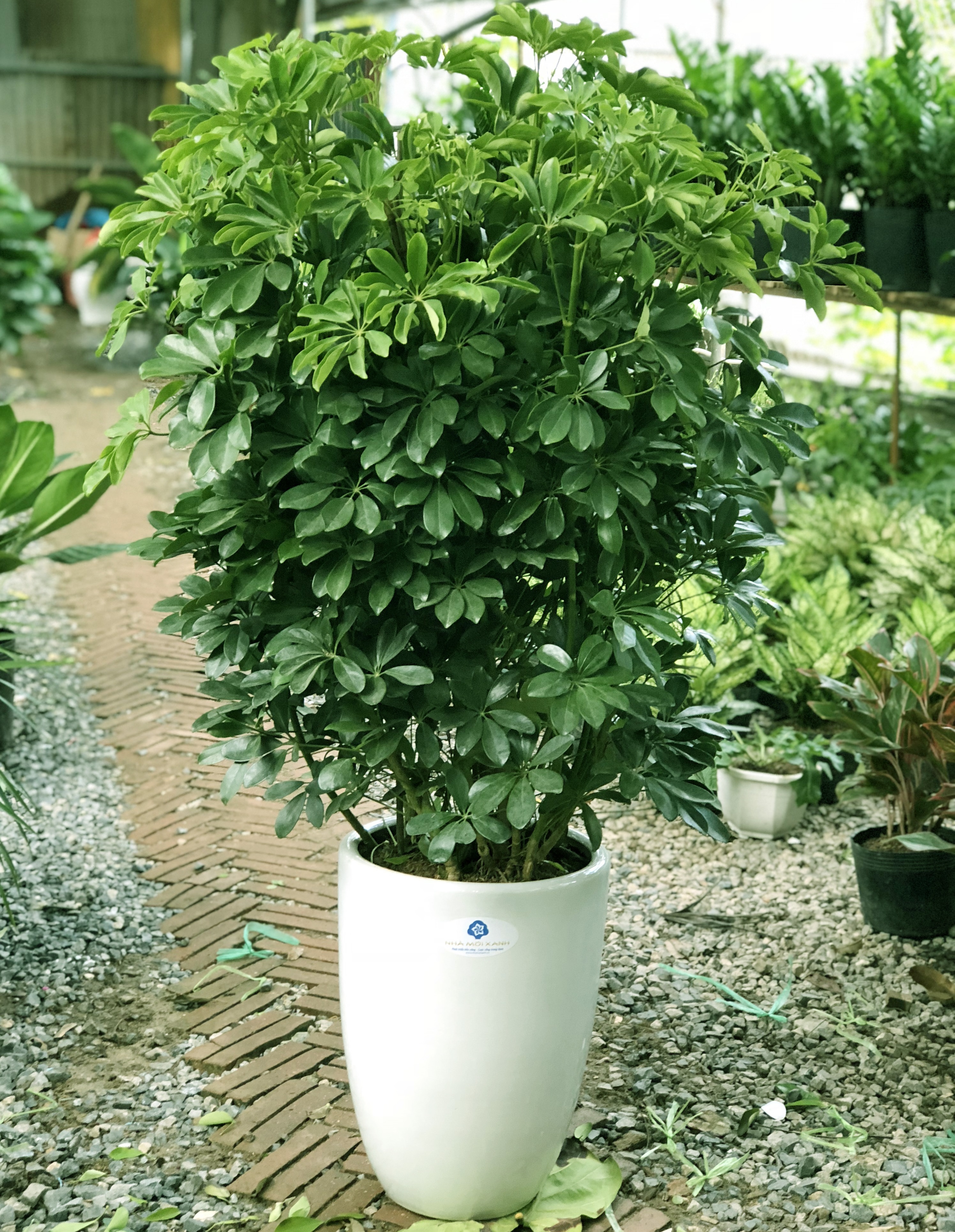 10 loại cây lọc không khí trong nhà tốt nhất 10-loai-cay-loc-khong-khi-trong-nha-tot-nhat-6.jpg