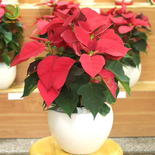 cây cảnh cho ngày tết 2019 cay-canh-cho-ngay-tet.jpg