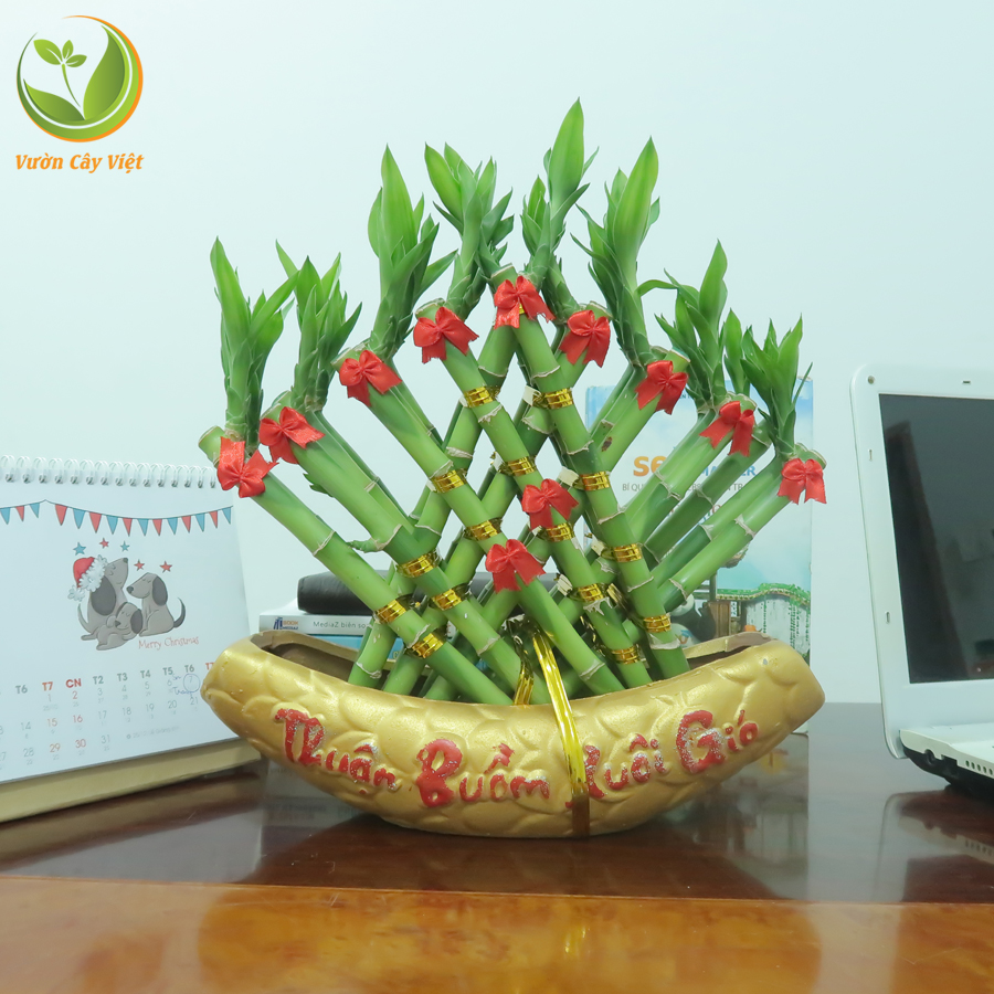 cây cảnh phong thủy ngày tết 2019 cay-canh-phong-thuy-ngay-tet.JPG