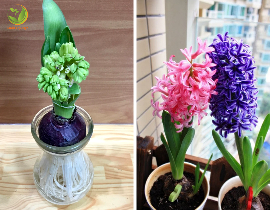 cây cảnh cho ngày tết 2019 cay-hoa-tien-ong-chung-tet-2019.png