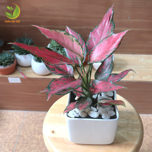 cây cảnh chưng tết 2019 cay-hong-phat-loc-chung-tet-2019.jpg