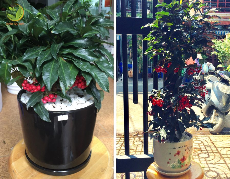 cây cảnh cho ngày tết cay-kim-chau-sa-chung-tet-2019.png