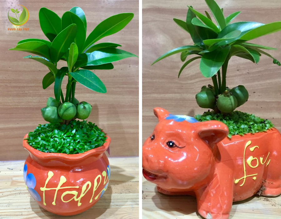 cây may mắn chưng tết 2019 cay-may-man-tai-loc-chung-tet-2019.png