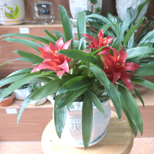 cây phong thủy tết 2019 cay-phong-thuy-tet-2019.jpg