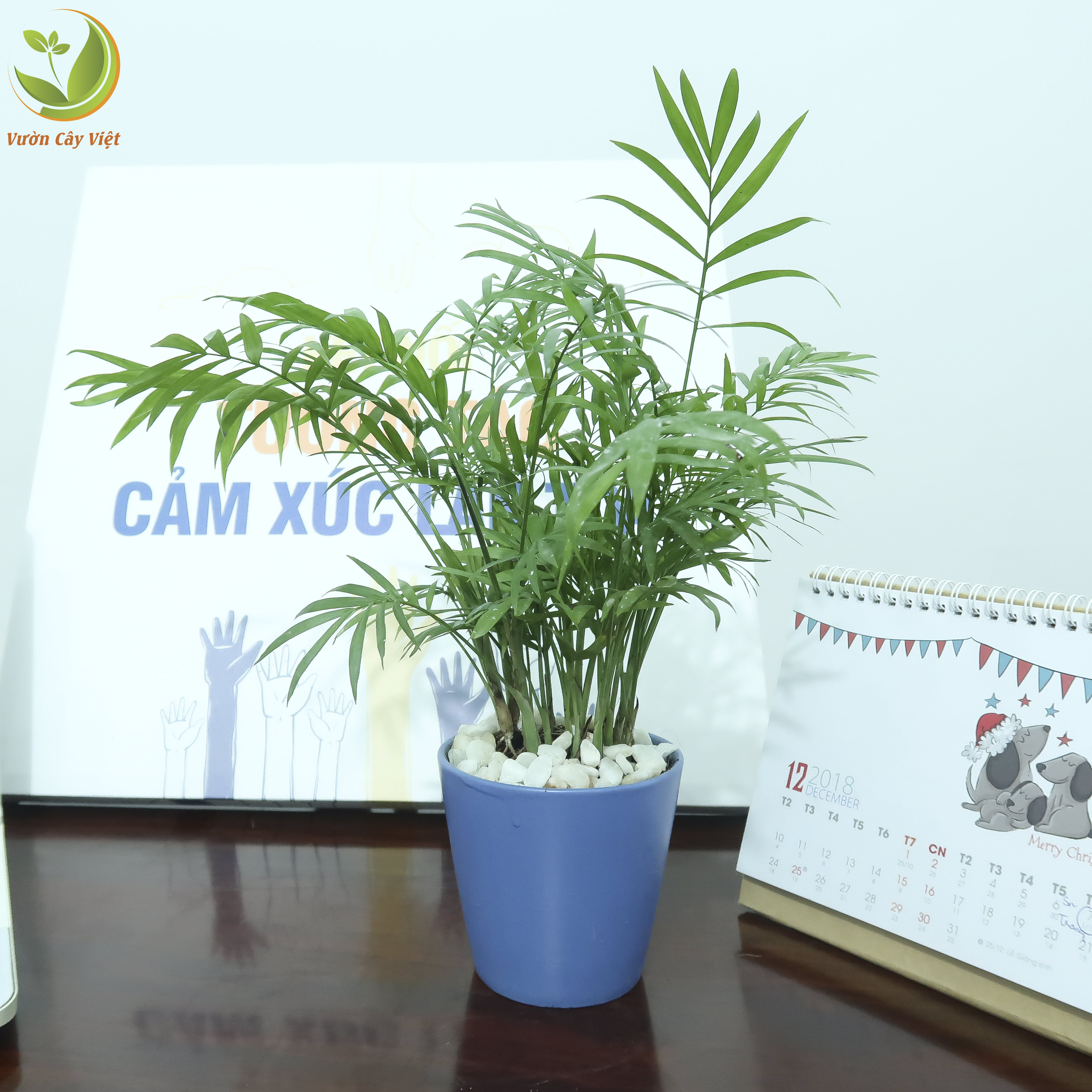 Ngạc nhiên cách chăm sóc cây cảnh để bàn cực kỳ đơn giản ngac-nhien-cach-cham-soc-cay-canh-de-ban-cuc-ky-don-gian-3.JPG