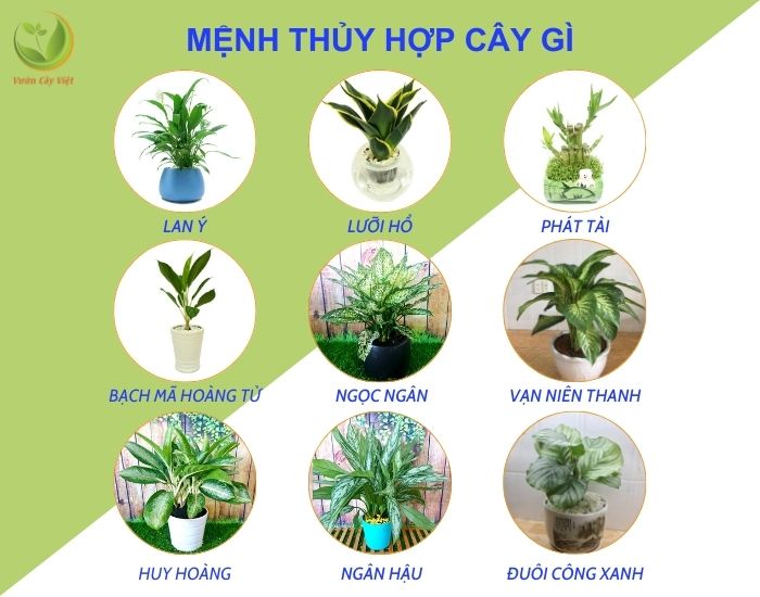 menh-thuy-hop-cay-gi-1.jpg