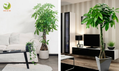 Top 10 nên để cây gì trong phòng khách để tạo không gian xanh tươi mát