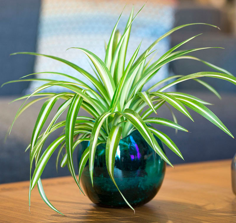 coffee-table-plants.jpg