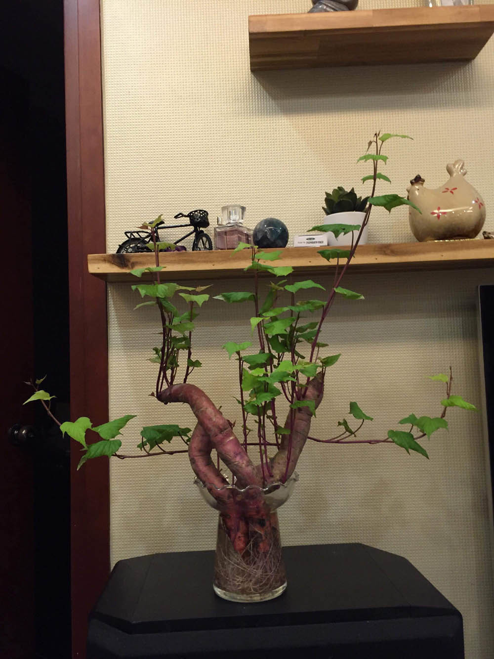 cach-trong-khoai-bonsai-8.jpg