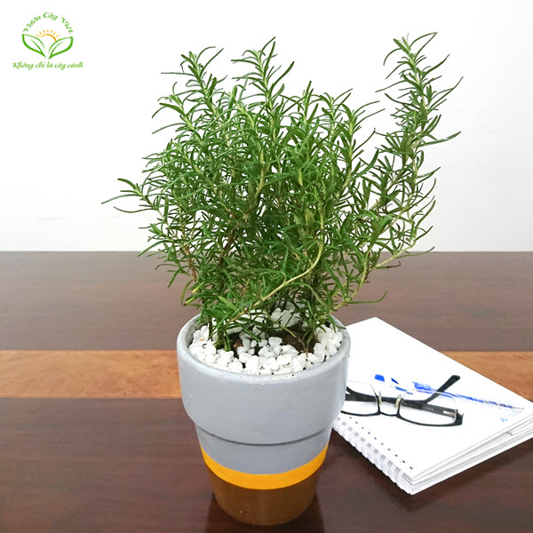cây cảnh tặng người yêu - cây hương thảo cay-canh-tang-nguoi-yeu-cay-huong-thao.jpg