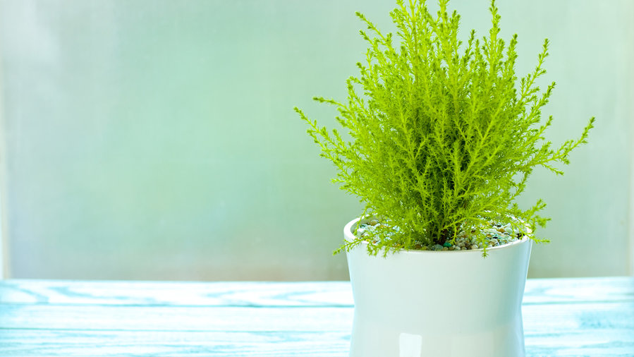 cây cảnh tặng người yêu - cây tùng thơm cay-canh-tang-nguoi-yeu-cay-tung-thom.jpg