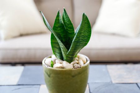 cây cảnh tặng người yêu - lưỡi mèo cay-canh-tang-nguoi-yeu-luoi-meo.jpg