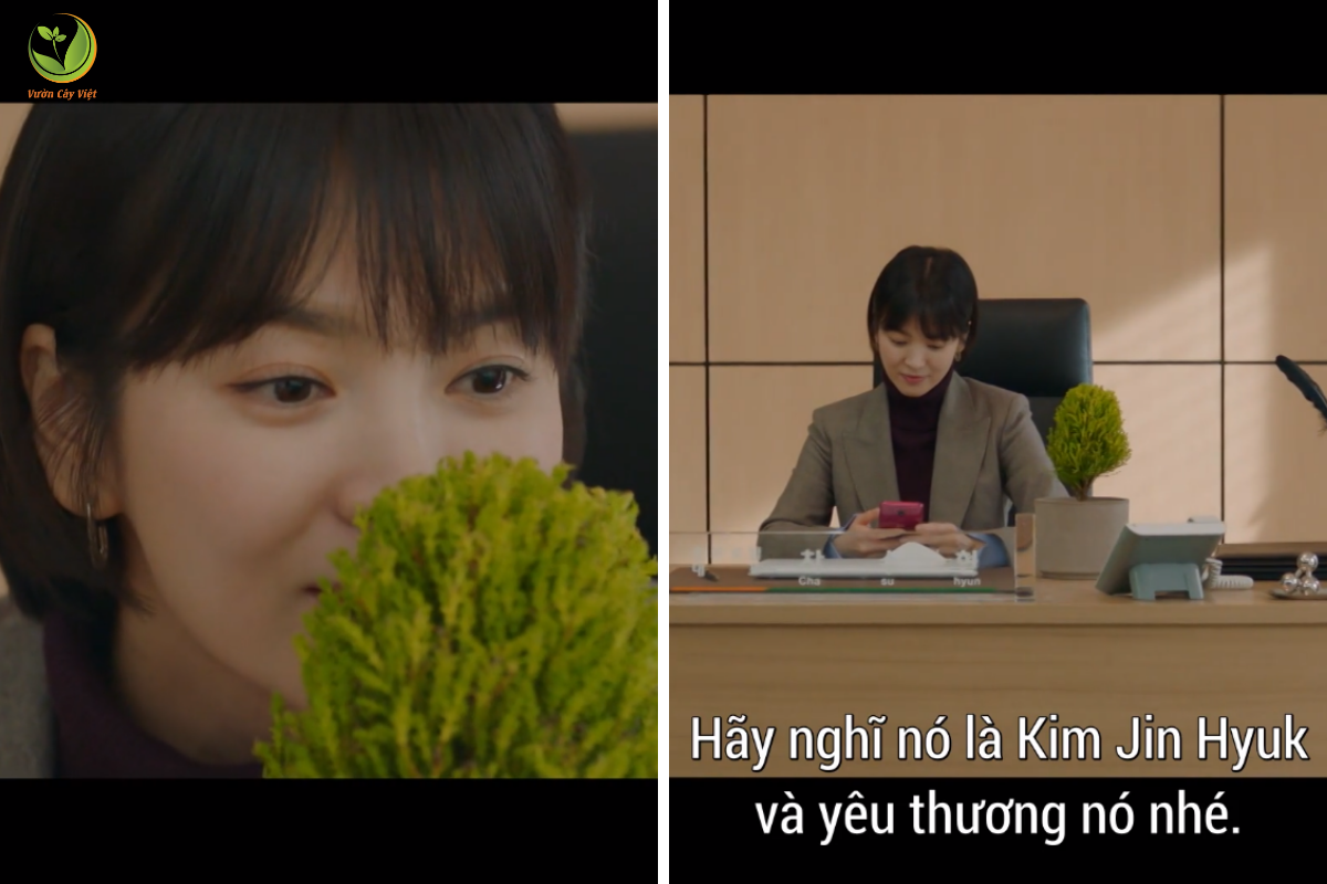 cây cảnh tặng người yêu - tùng thơm cay-canh-tang-nguoi-yeu-tung-thom.png
