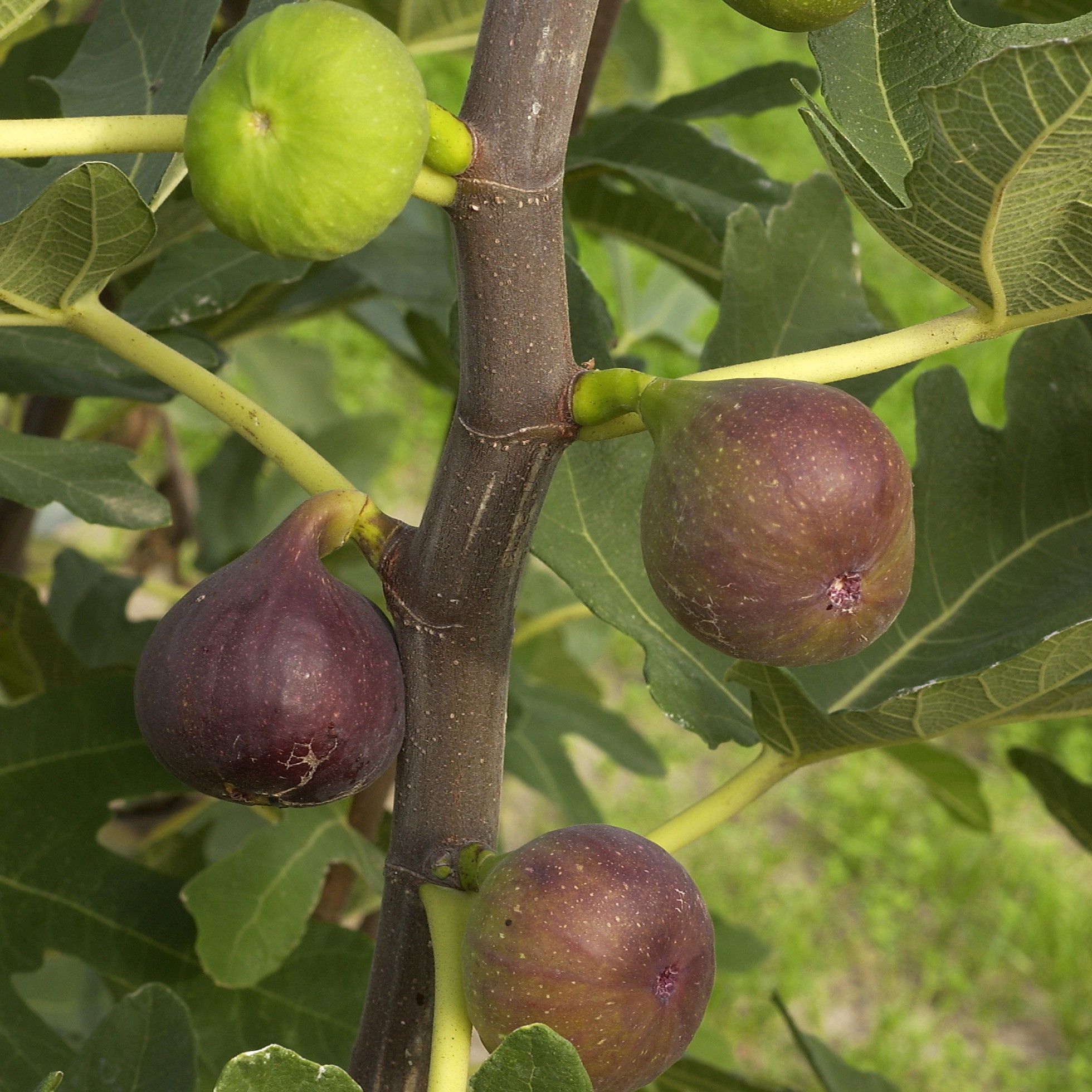 Cách trồng cây Sung Mỹ cho quả chín trĩu cành