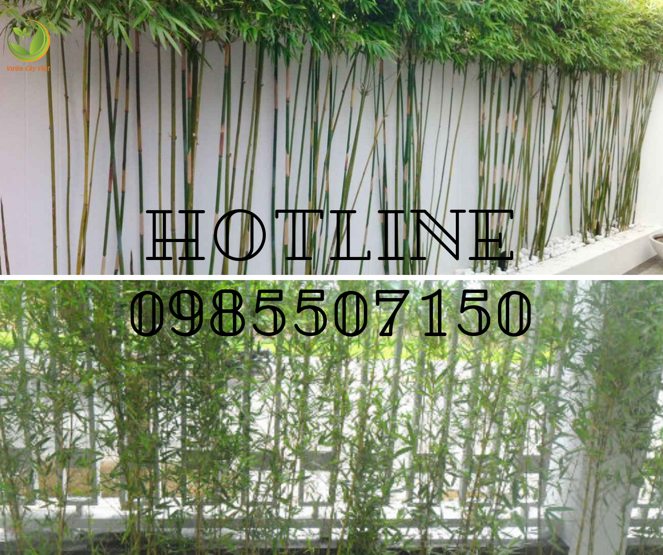 Tô điểm sân vườn bằng những loại cây trồng hàng rào tuyệt đẹp to-diem-san-vuon-bang-nhung-loai-cay-trong-hang-rao-tuyet-dep-17.png