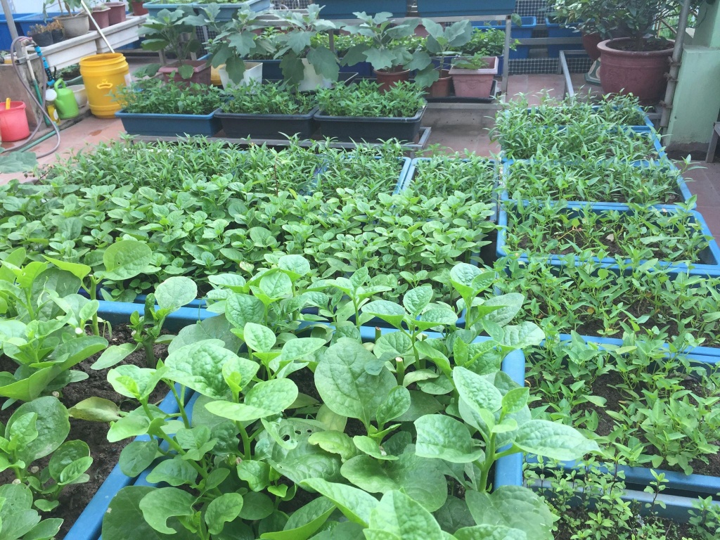 Tự tay mùa hè trồng rau gì trên sân thượng vừa tiết kiệm vừa tươi ngon