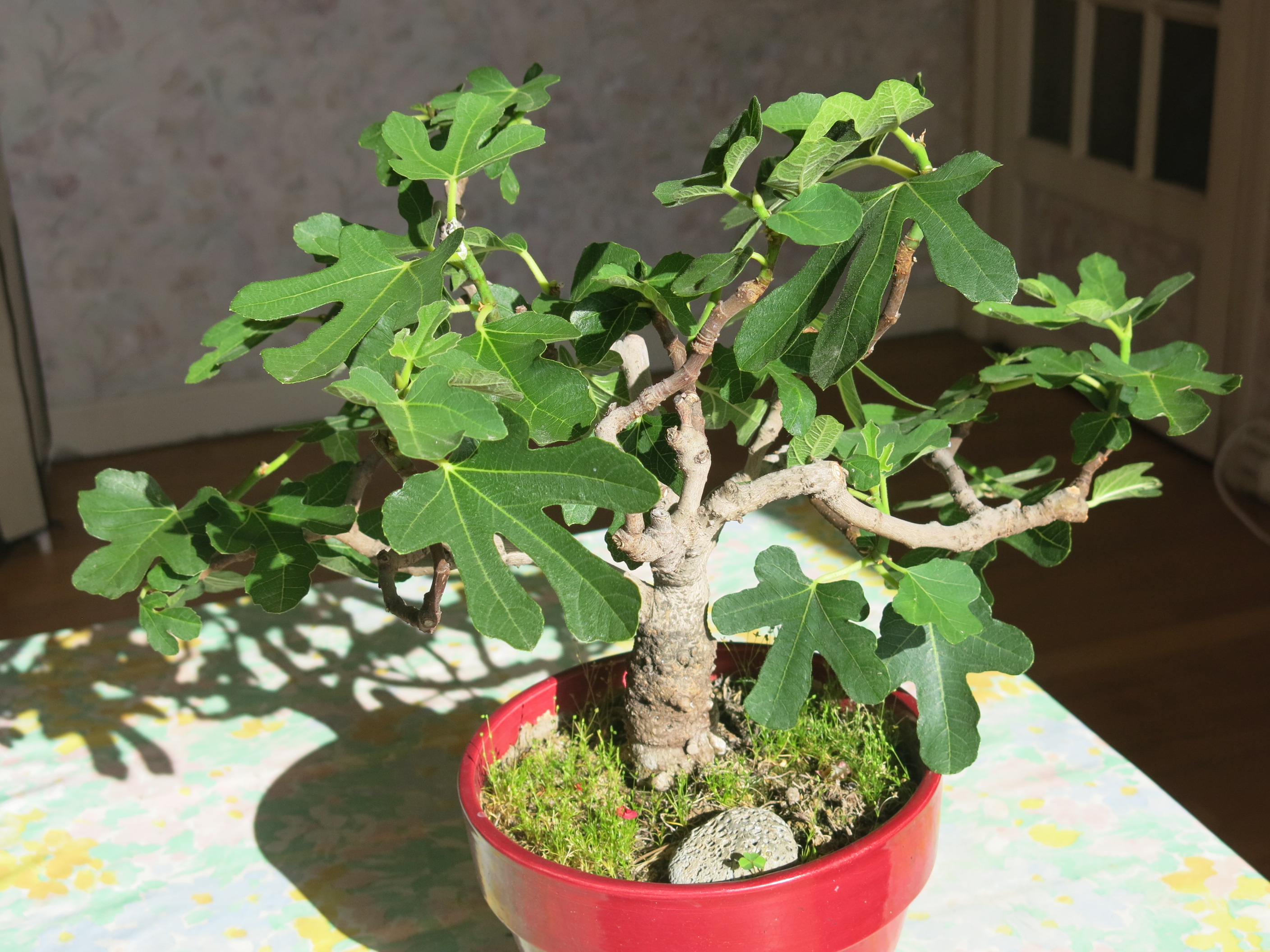Cây Sung Mỹ mua ở đâu là tốt nhất? cay-sung-my-mua-o-dau-la-tot-nhat-1.jpg