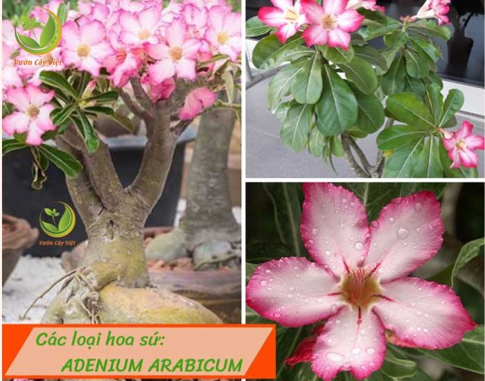 Cay-hoa-su-adenium-Arabicum.jpg