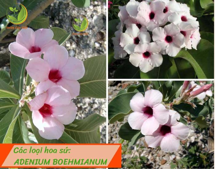 Cay-hoa-su-adenium-Boehmianum.jpg