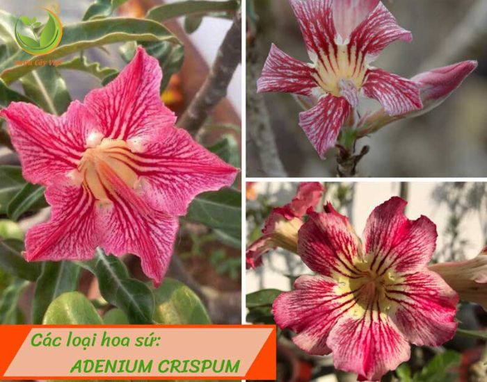 Cay-hoa-su-adenium-Crispum.jpg