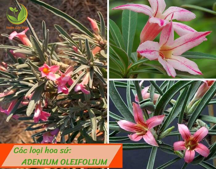 Cay-hoa-su-adenium-Oleifolium.jpg