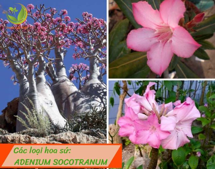 Cay-hoa-su-adenium-Socotranum.jpg