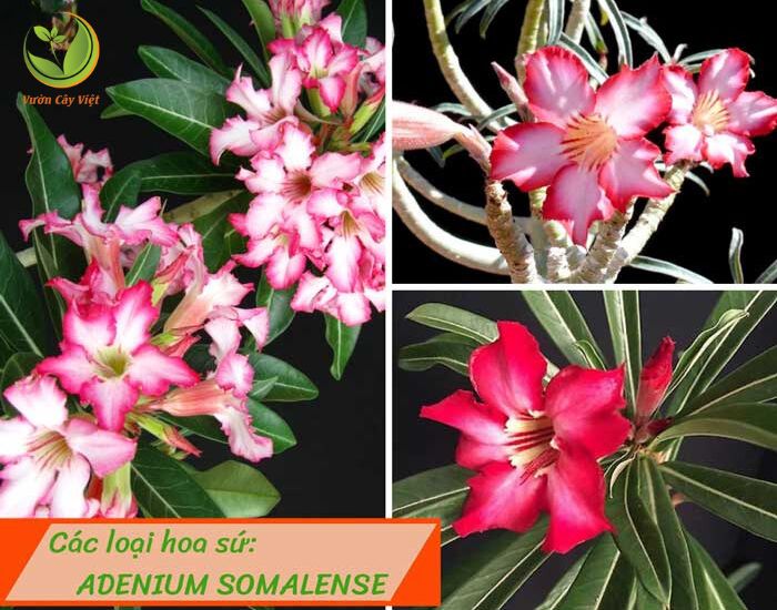 Cay-hoa-su-adenium-Somalense.jpg