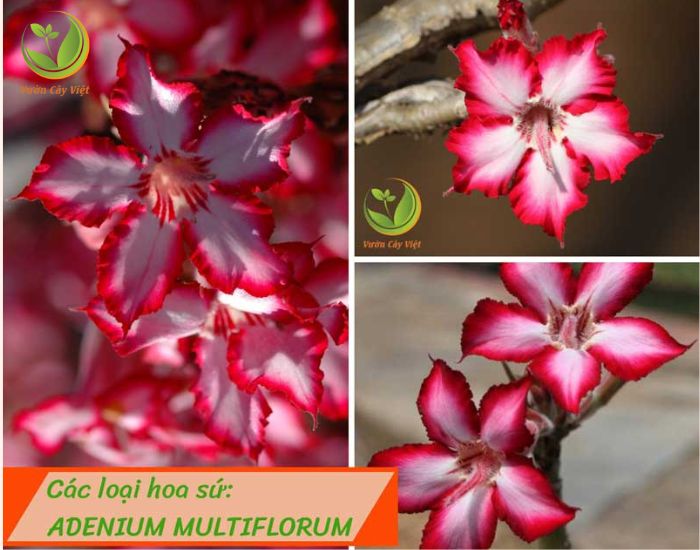 Cay-hoa-su-adenium-multiflurum.jpg