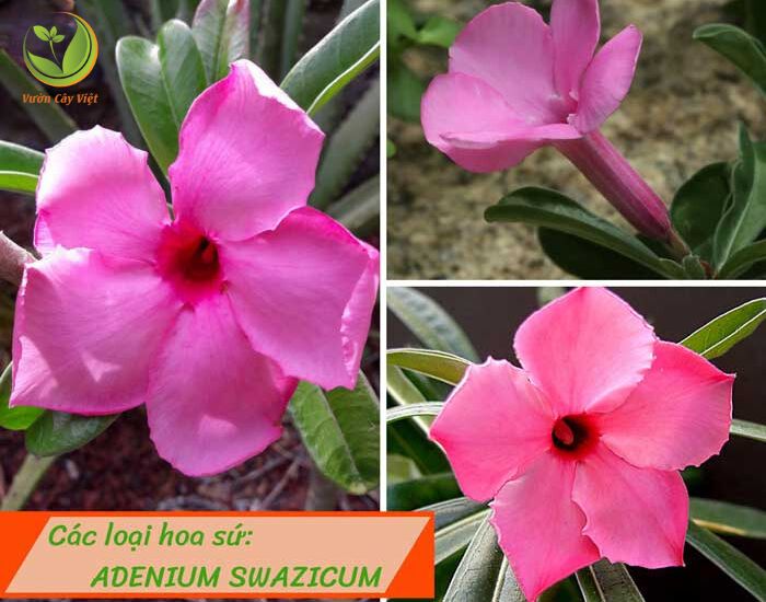 Cay-hoa-su-adenium-swazicum.jpg