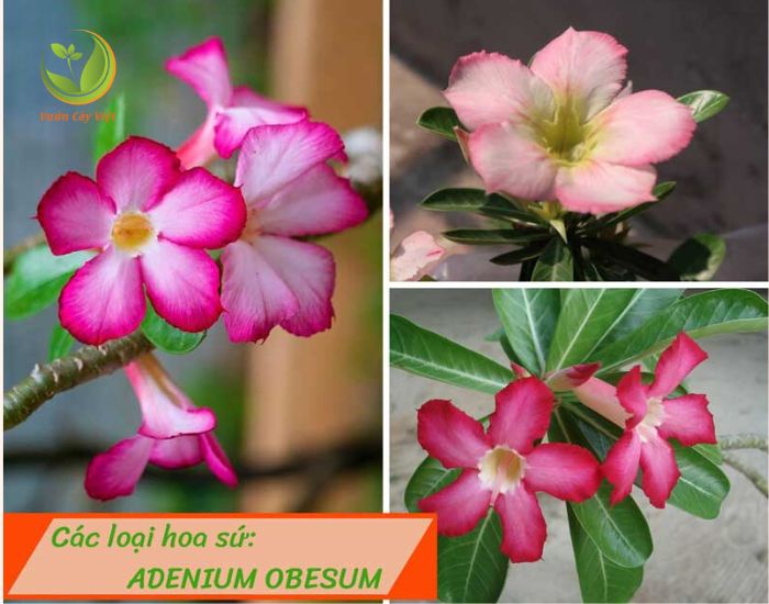 Cay-hoa-su-adenium.jpg