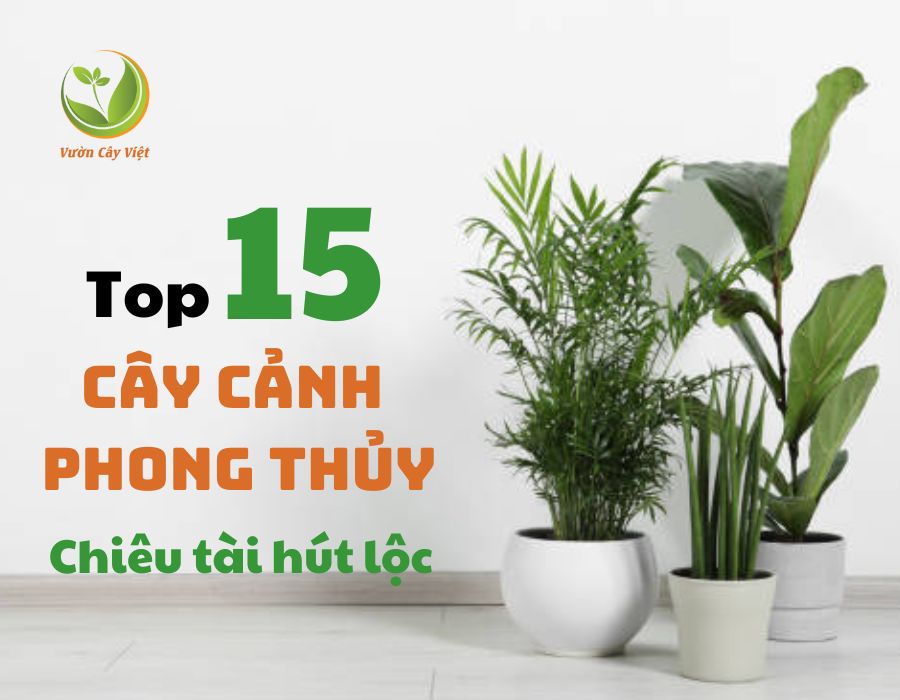 cay canh noi that