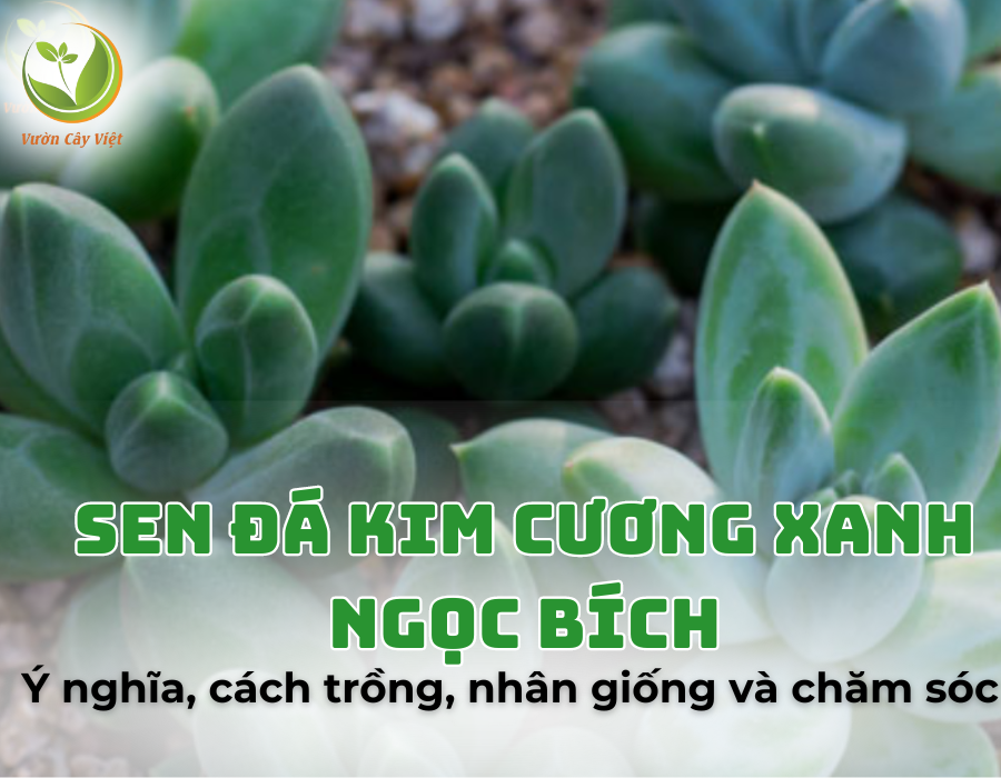 Ý nghĩa của sen đá Kim Cương xanh ngọc bích là gì? Cách trồng, nhân giống và chăm sóc cây