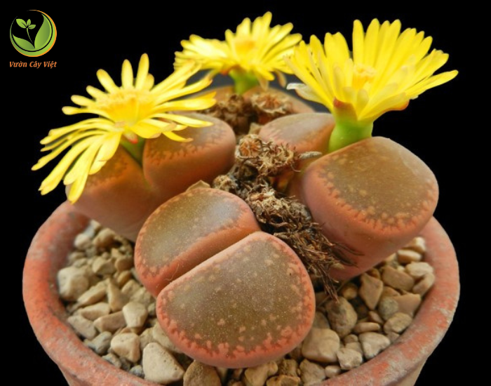 lithops-aucampiae.png