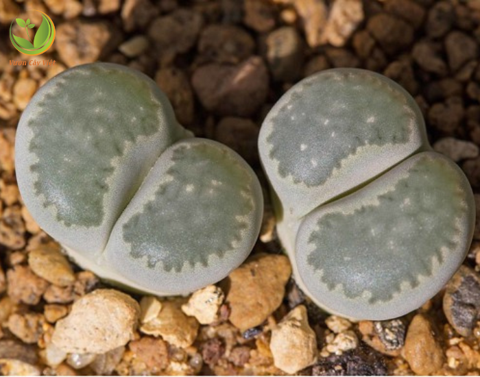 lithops-locali.png