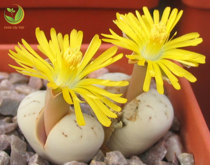 lithops-ruschiorum.png