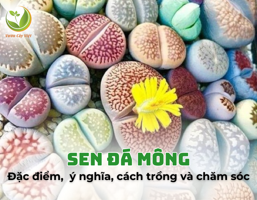 Sen đá mông: Đặc điểm, phân loại, ý nghĩa, cách trồng và chăm sóc cây