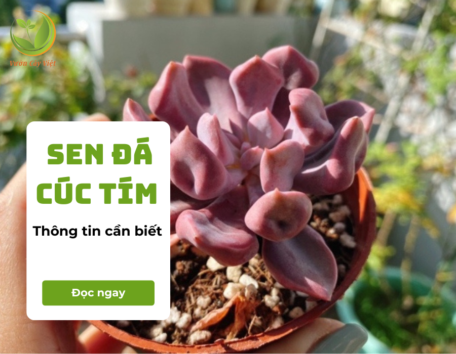 Sen đá cúc tím và những thông tin cần biết về chúng