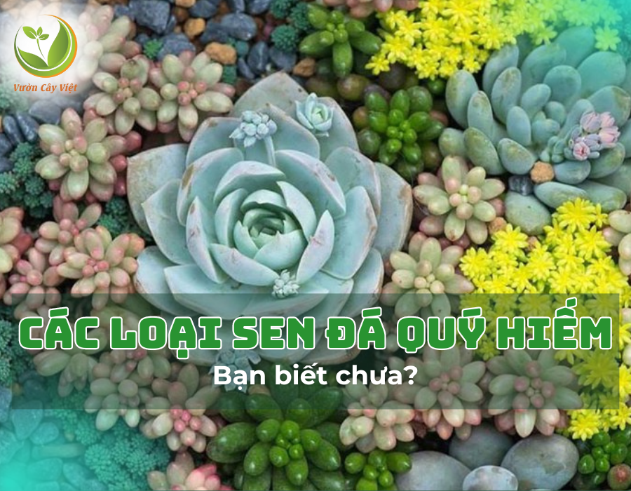 Tổng hợp các loại sen đá quý hiếm được săn đón hiện nay, bạn biết chưa?