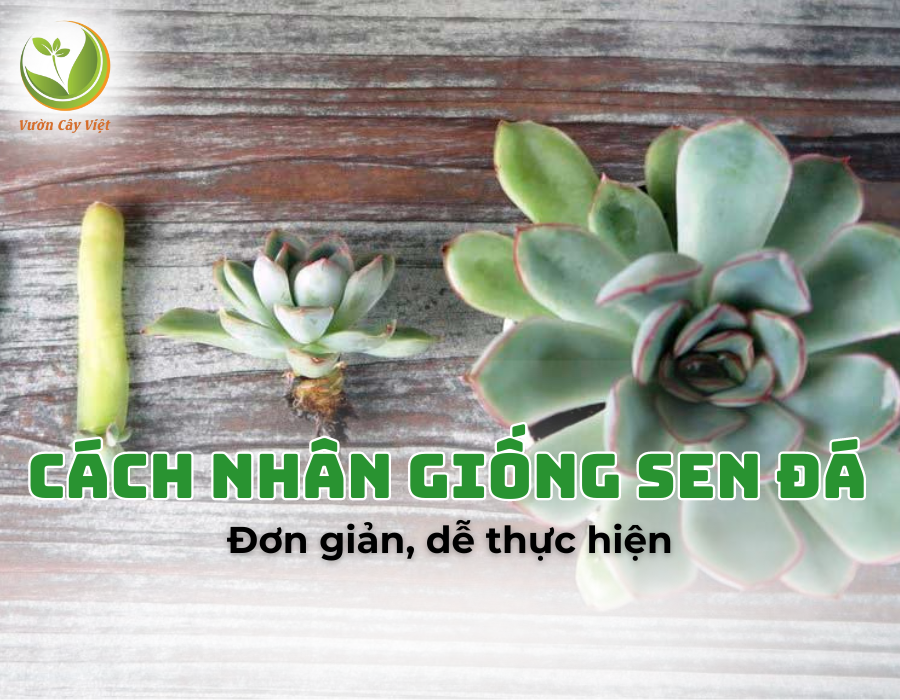 Điểm danh top 4 cách nhân giống sen đá đơn giản, dễ thực hiện