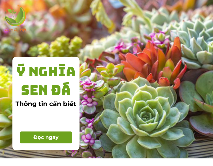 Cây sen đá có ý nghĩa gì? Những ý nghĩa sen đá trong phong thuỷ, tình yêu, cuộc sống