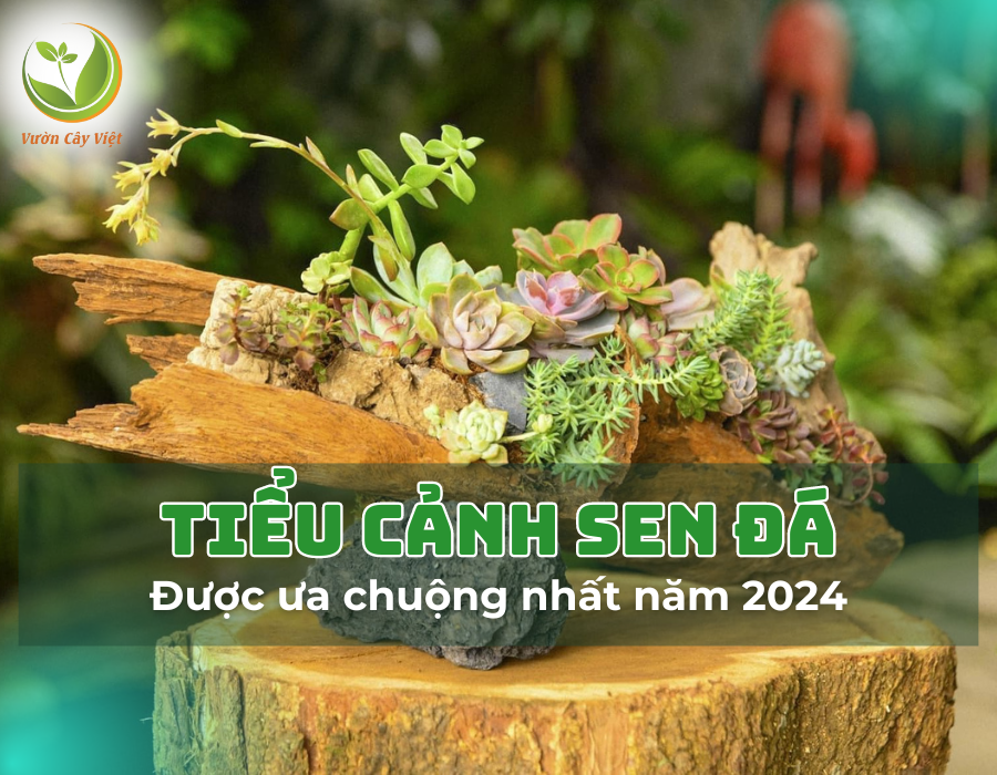 Tổng hợp các mẫu tiểu cảnh sen đá đẹp, độc đáo được ưa chuộng nhất năm 2024