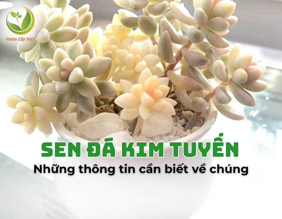 Sen đá kim tuyến và tất tần tật thông tin về chúng