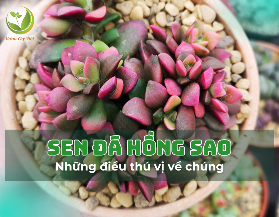 Những điều thú vị về sen đá hồng sao mà bạn không nên bỏ lỡ