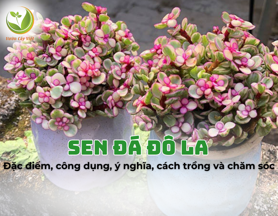 Sen đá Đô La: Đặc điểm, công dụng, ý nghĩa, cách trồng và chăm sóc