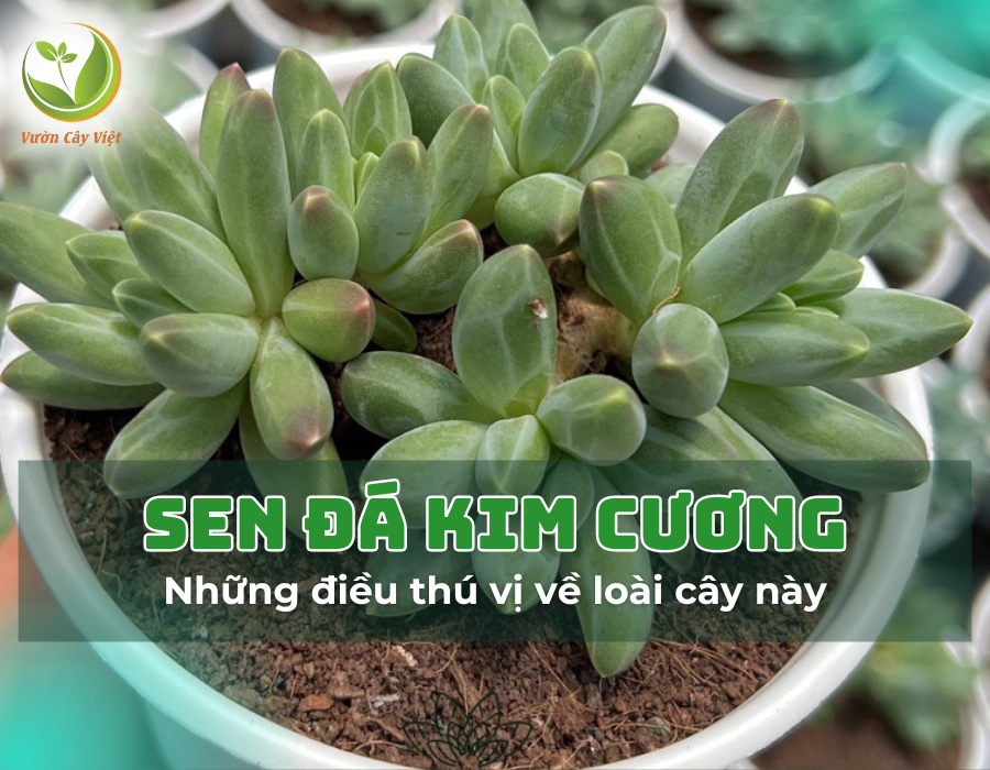 Sen đá Kim Cương và những điều thú vị về loài cây này