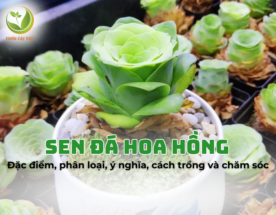 Sen đá hoa hồng: Đặc điểm, phân loại, ý nghĩa, cách trồng và chăm sóc cây