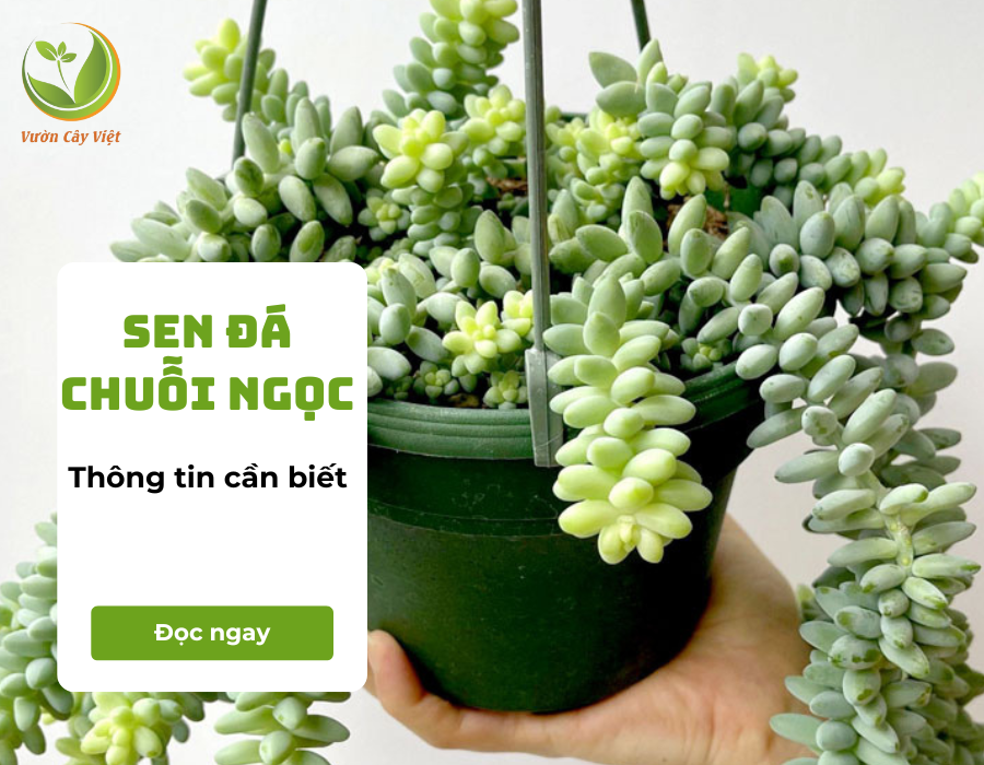 Sen đá chuỗi ngọc - Vẻ đẹp ấn tượng khiến nhiều người “say đắm”