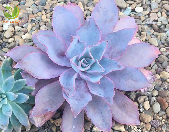 echeveria-afterglow.png