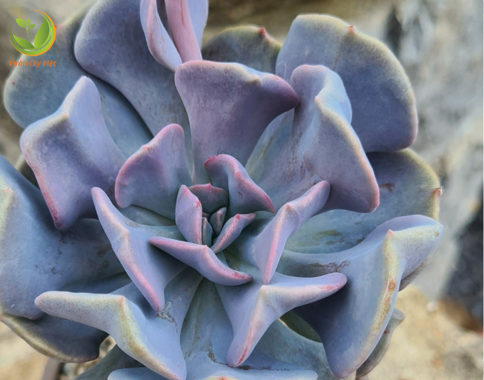 echeveria-cubic-frost.png