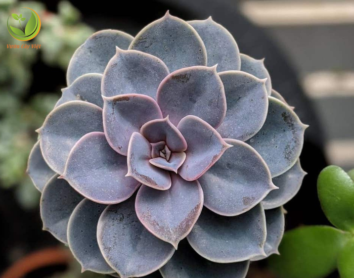 echeveria-perle-von-nurnberg.png